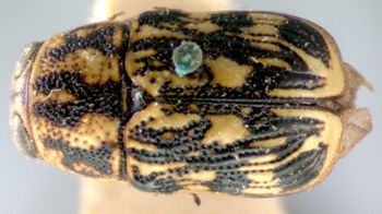 Media type: image; Entomology 8792   Aspect: habitus dorsal view